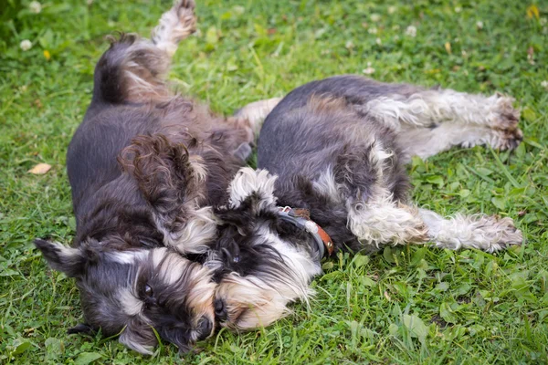 Dos perros schnauzer miniatura negro y plata que ponen juguetón en la hierba — Foto de Stock