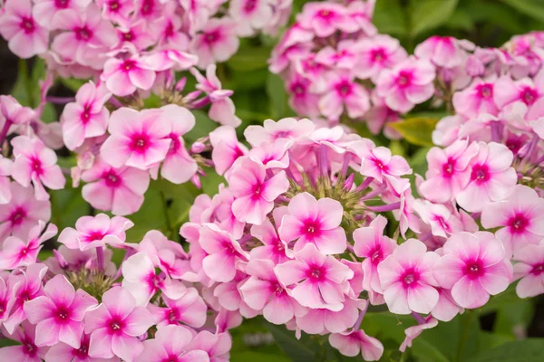 Pembe Phlox çiçeği - çiçek açan bitkilerin cinsi güzel bokeh, seçici odaklı — Stok fotoğraf