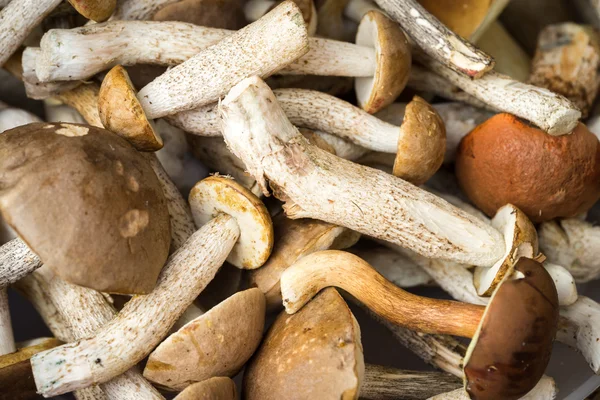 Ceps ou cogumelos brancos basta cortar em uma floresta de carvalho, colocando como fundo — Fotografia de Stock