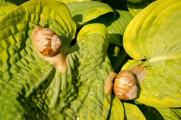 Dois caracol de jardim em folhas de hosta verde e amarelo — Fotografia de Stock