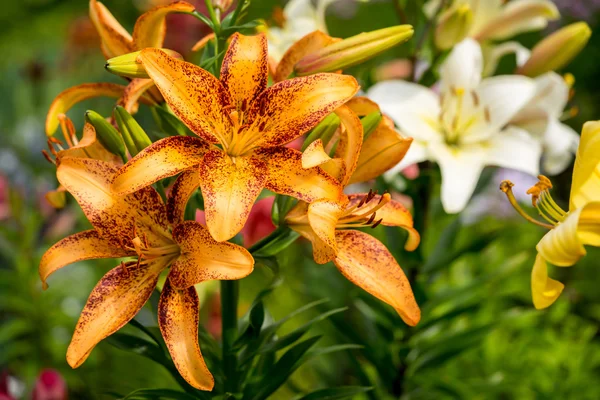Krásný velký oranžový oheň Lily s pupeny a listí closeup venku — Stock fotografie