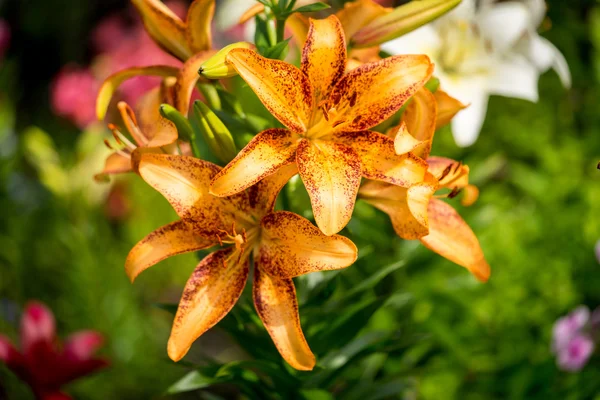 Beautiful Big Orange Fire Lily with Buds and Leafs close seup outdoors — стоковое фото