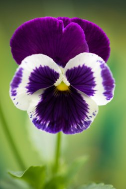 Pembe renkli homo çiçek. Büyük derinlik-in tarla (Dof). Makro. Eğlenceli ve anımsama sembolü.