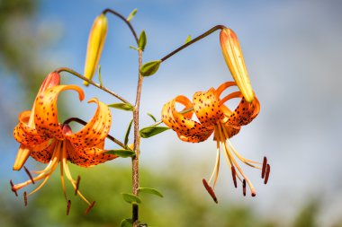 Bahçede Tiger zambaklar. Lilyum lancifolium (eşanlamlı L. tigrinum) biri birkaç turuncu lily çiçek hangi türün genel adı Tiger Lily uygulanır.