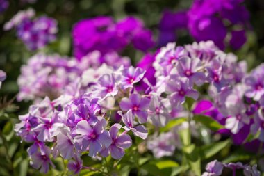 Phlox paniculata (Bahçe phlox) çiçek