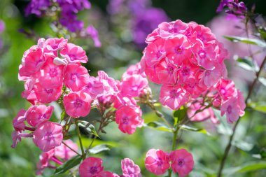 Koyu yeşil yaprakları tarafından çerçeveli güzel derin pembe phlox çiçekleri