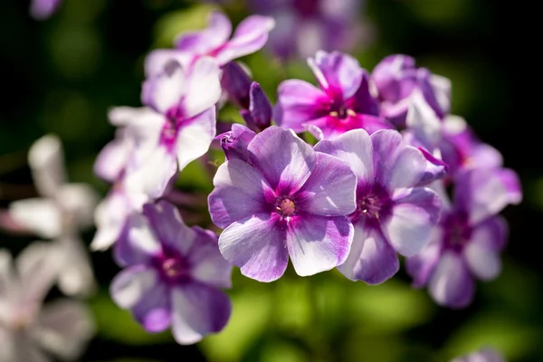 Flox violeta y blanco — Foto de Stock
