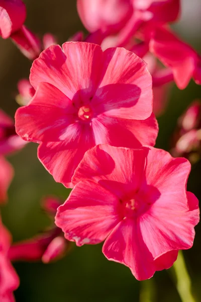 Phlox paniculata rose très vif (phlox de jardin) en fleurs — Photo