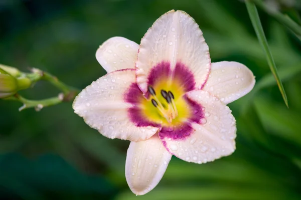 Mauve Daylily Blossom Género Hemerocallis bicolor — Foto de Stock