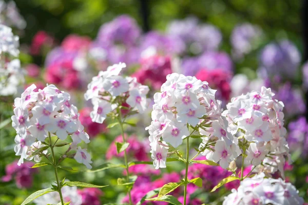 咲いてクサキョウチクトウ (芝桜の庭) — ストック写真