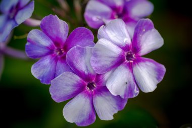 Çok yıllık phlox (Phlox paniculata - Laura) güneşli bir bahçede büyüyen