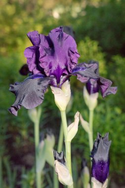 Bahçede çiçek açan göz