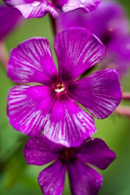 Mor ve beyaz phlox