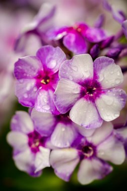 Phlox çiğ bir yeşil zemin üzerine düşer