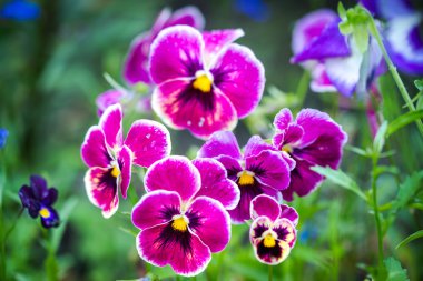 Viola tricolor, bilinen heartsease, kalbin kolaylığı, kalbin zevk