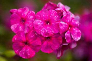 Pembe Phlox çiçeği - çiçek açan bitkilerin cinsi güzel bokeh, seçici odaklı