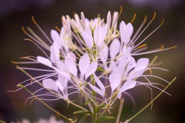 Cleome hassleriana - örümcek Çiçek bahçesinde