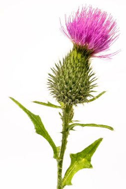 Silybum marianum-süt thistle çiçek üzerinde beyaz izole kafa.