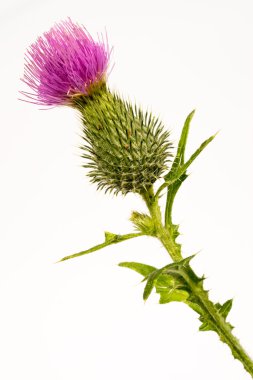 Silybum marianum-süt thistle çiçek üzerinde beyaz izole kafa.
