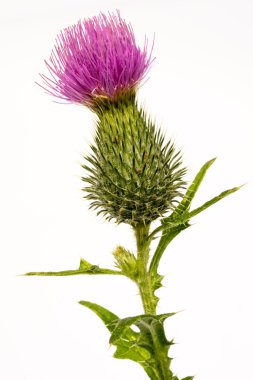 Silybum marianum-süt thistle çiçek üzerinde beyaz izole kafa.