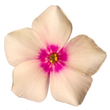 Beyaz arka plan üzerinde izole pembe renkli Phlox stüdyo çekim. Büyük derinlik-in tarla (Dof). Makro.