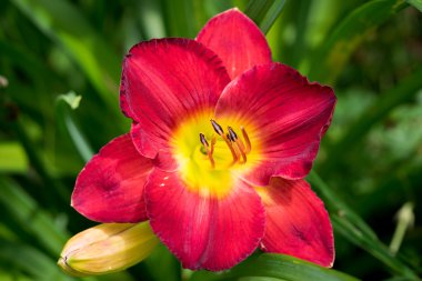 Red daylily (Hemerocallis). Close-up.
