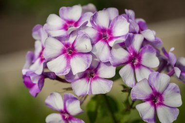 Phlox paniculata (Bahçe phlox) çiçek