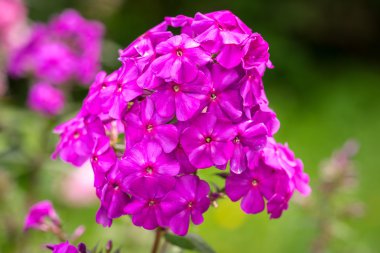 Phlox paniculata (Bahçe phlox) çiçek