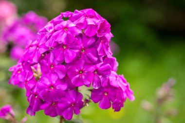 Phlox paniculata (Bahçe phlox) çiçek