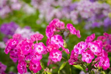 Phlox paniculata (Bahçe phlox) çiçek