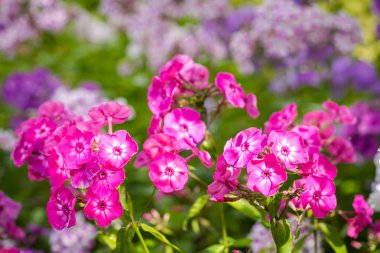 Phlox paniculata (Bahçe phlox) çiçek