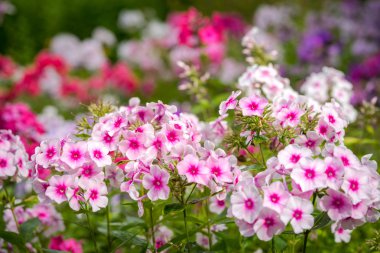 Phlox paniculata (Bahçe phlox) çiçek