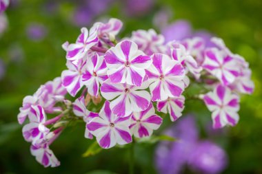 Menekşe Phlox çiçek - güzel bokeh, seçici odak ile çiçekli otsu bitkilerin cins