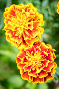 Two blooming marigolds (tagetes) in the garden.