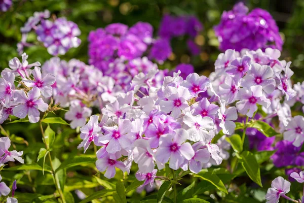 Fialový květ Phlox - rod kvetoucích bylin s krásný bokeh, selektivní zaměření — Stock fotografie