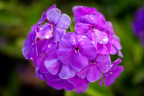 Évelő phlox (Phlox paniculata - Laura) növekszik a napfényes kertben — Stock Fotó