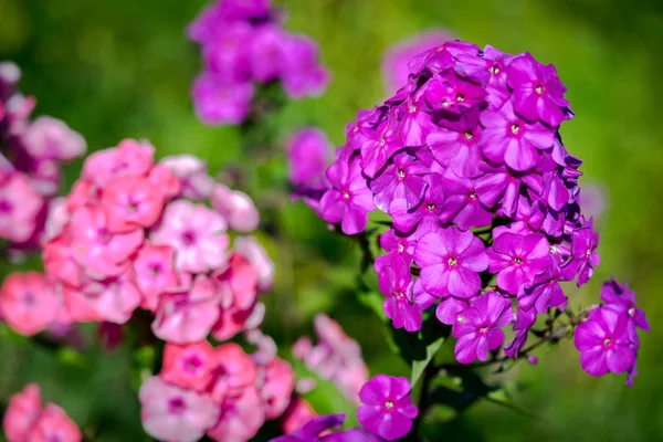 Çok yıllık phlox (Phlox paniculata - Laura) güneşli bir bahçede büyüyen — Stok fotoğraf