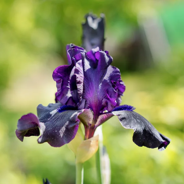 Blommande iris i trädgården — Stockfoto