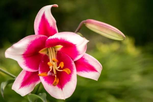 Schöne rosa Lilie aus nächster Nähe — Stockfoto