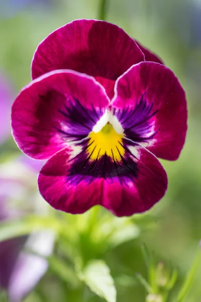 Tricolor de viola pansy — Fotografia de Stock