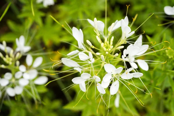 Flor de Cleome (Cleome hassleriana), flores de araña, plantas de araña, hierba de araña —  Fotos de Stock
