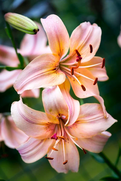 Zwei Lilien Pfirsichfarbe in der Natur — Stockfoto