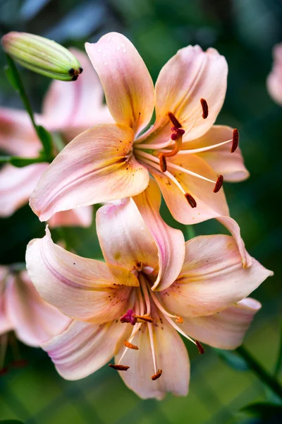 Zwei Lilien Pfirsichfarbe in der Natur — Stockfoto