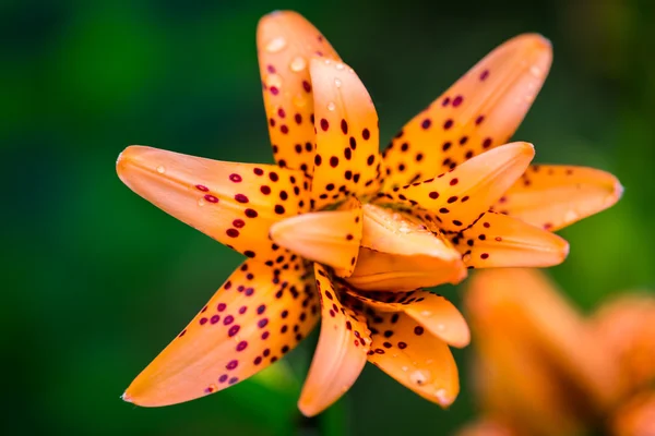 Tigris liliomokat kertben. Lilium lancifolium (syn. L. tigrinum) egy narancssárga liliom virág, amelyhez több faj közös neve Tiger liliom alkalmazott. — Stock Fotó