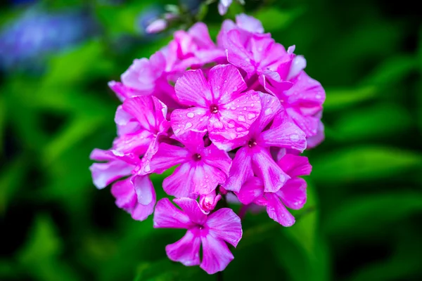 Mor ve beyaz phlox — Stok fotoğraf