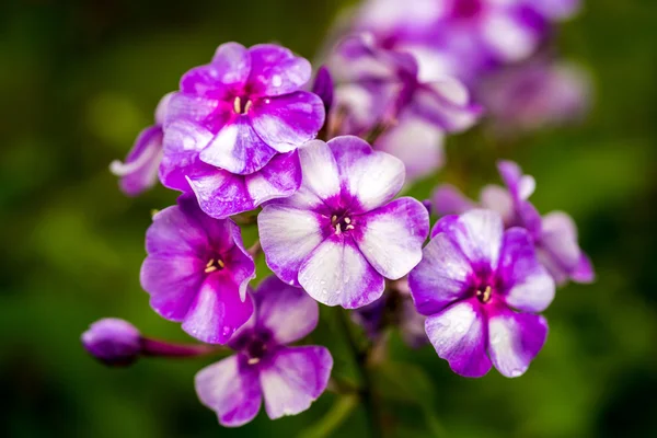 Flox viola e bianco — Foto Stock