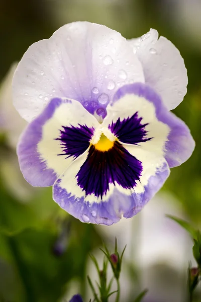 Viola tricolor, bekannt als Herzkrankheit, Leichtigkeit des Herzens, Herzensfreude — Stockfoto