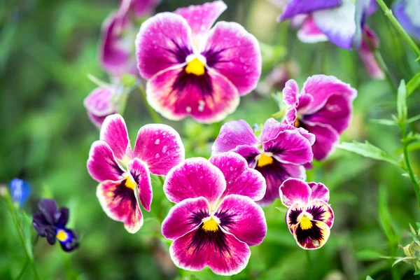 Viola tricolor, conhecido como heartsease, facilidade do coração, prazer do coração — Fotografia de Stock