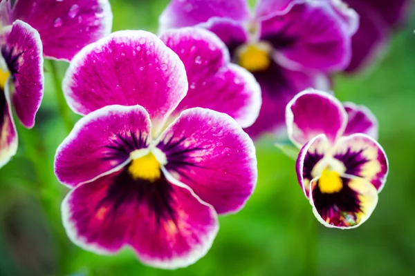 Viola tricolor, known as heartsease, heart's ease, heart's delight — Stock Photo, Image