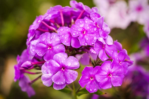 Fioletowe i białe kwiaty domowe — Zdjęcie stockowe